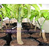 اصلاح و پیوند زنی اصلاح و پیوند زنی